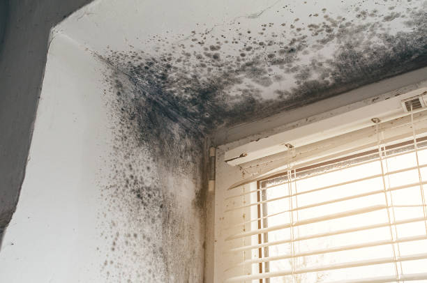Affordable Hvac And Air Duct Mold Remediation solutions in Fredericksburg, VA
